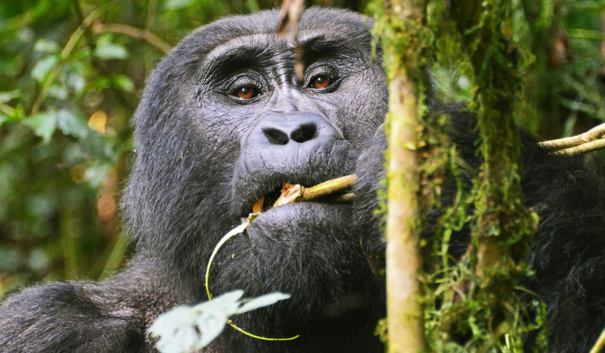 3 Days Bwindi Gorilla Trekking Tour