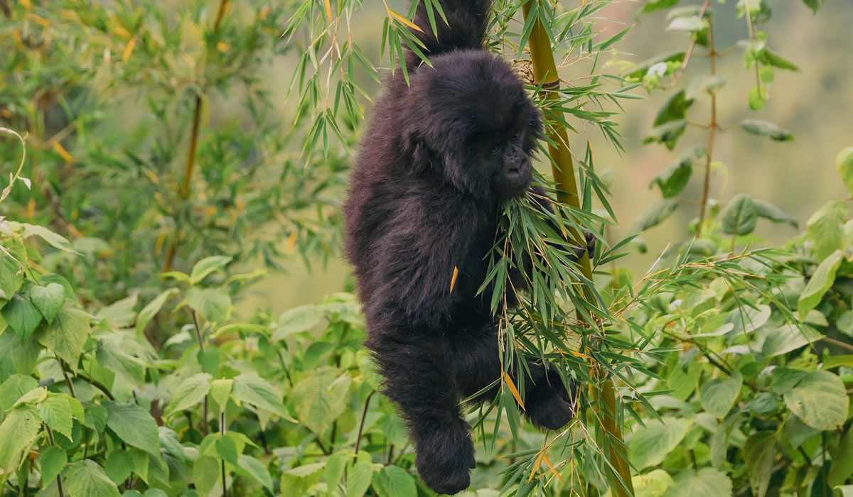 8 Days Rwanda Gorillas, Chimps and Cultural Tour