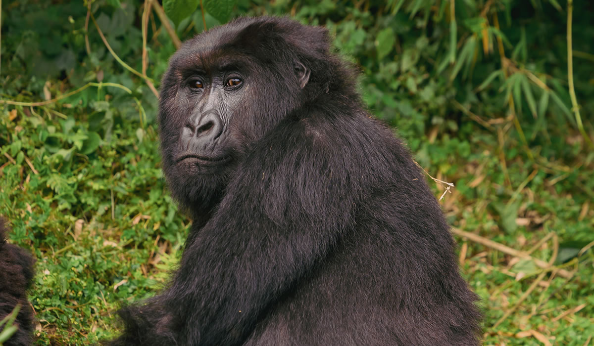 2 Days Volcanoes National Park Gorilla Safari, Unique Africa Tours