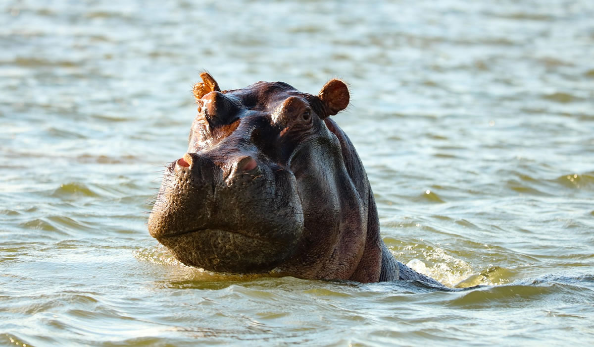 6 Days Masai Mara and Lake Naivasha Safari
