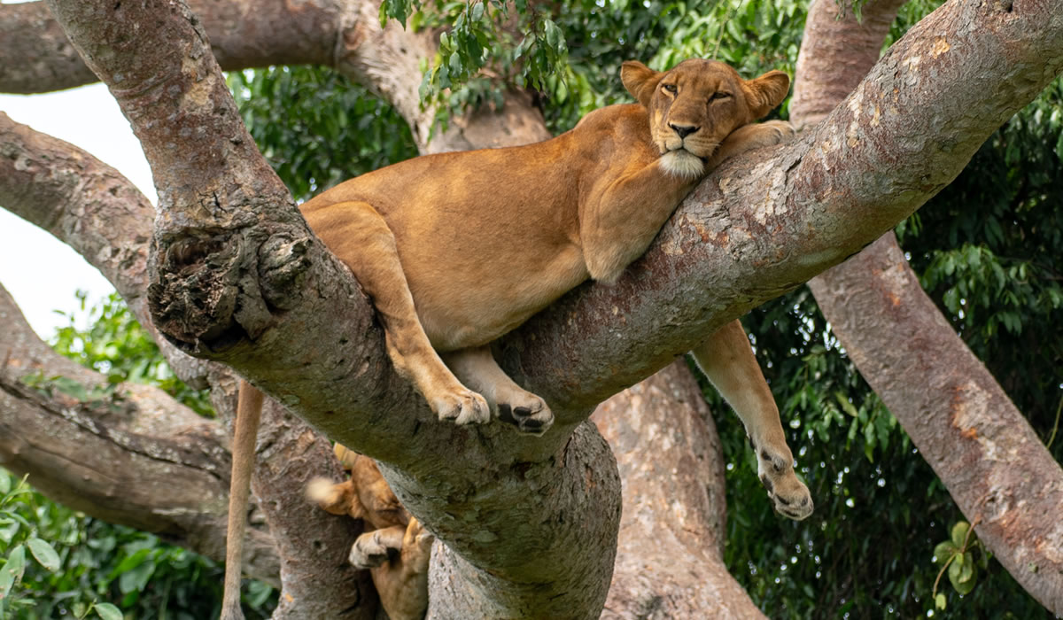 2 Days Queen Elizabeth National Park Safari