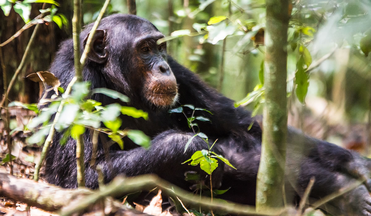 3 Days Uganda Wildlife and Chimpanzee Tracking Tour
