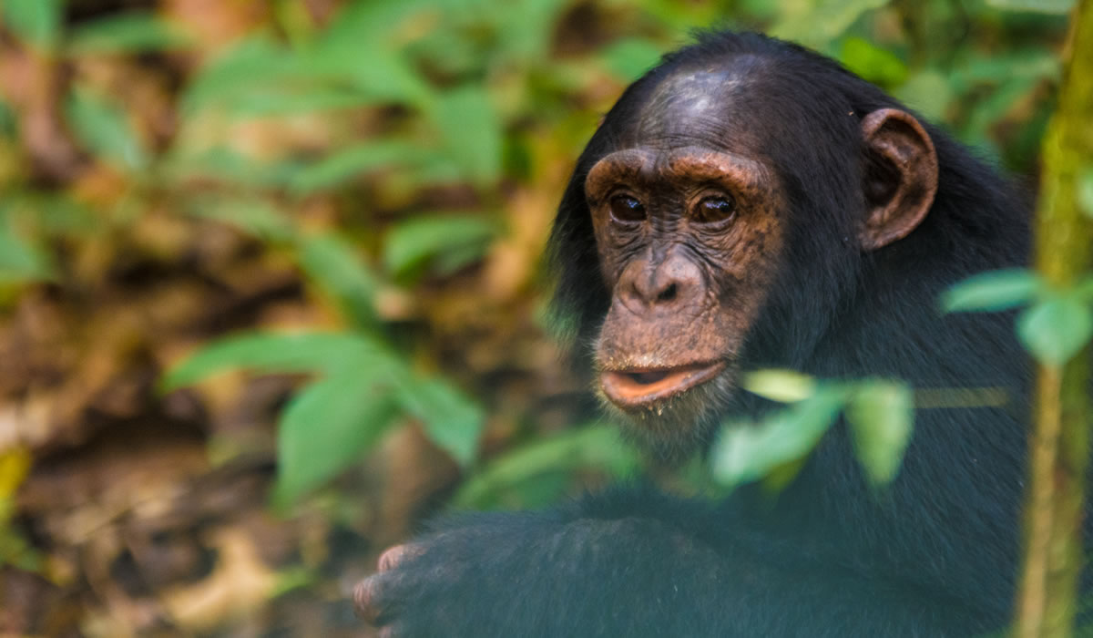 Kibale Forest National Park