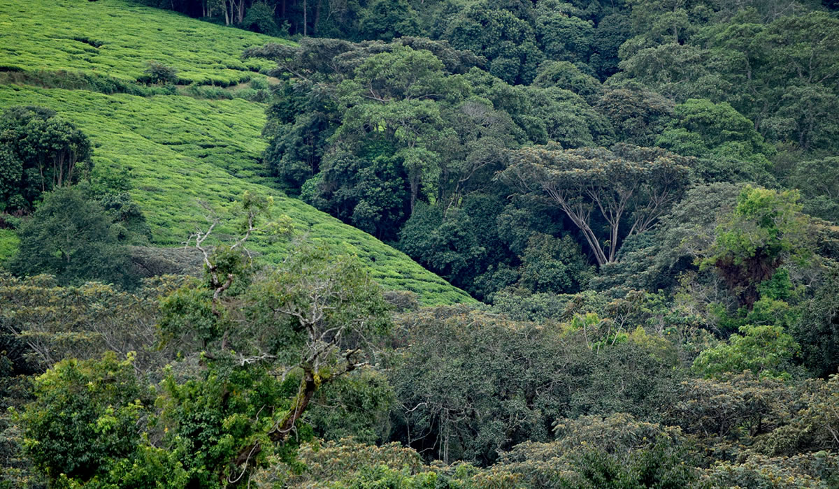 3 Days Kibira Forest Safari Tour