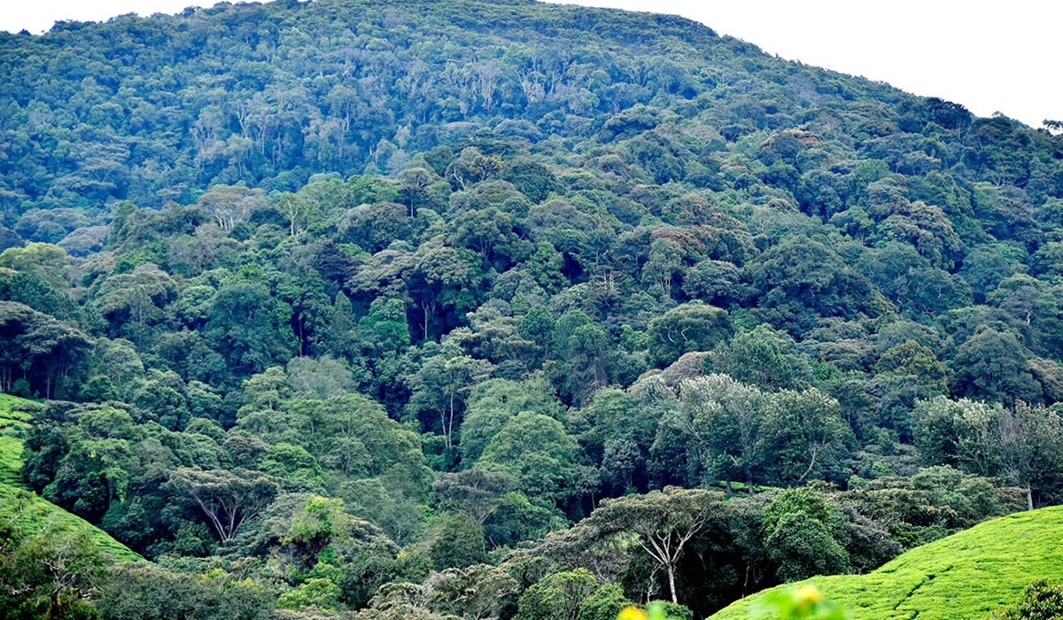 6 Days Rusizi and Kibira National Park Safari