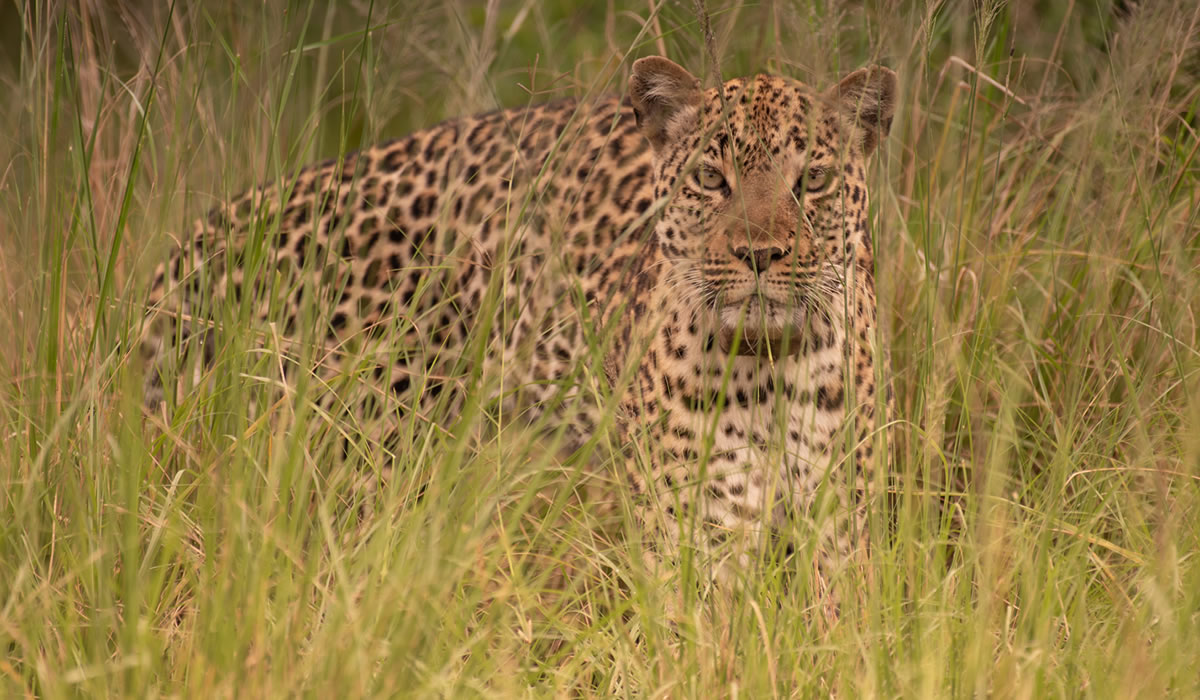 7 Days Murchison, Kibale and Queen Elizabeth Safari