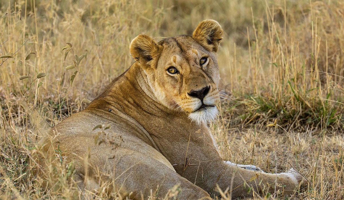 3 Days Serengeti National Park Tour