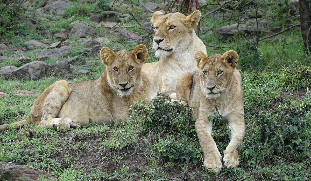 6 Days Amboseli and Masai Mara Safari