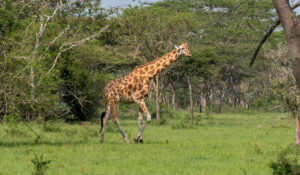 Lake Mburo National Park