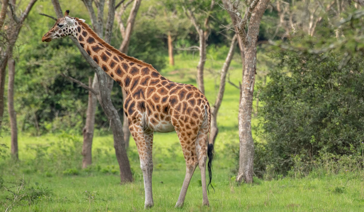 2 Days Uganda Safari to Lake Mburo National Park