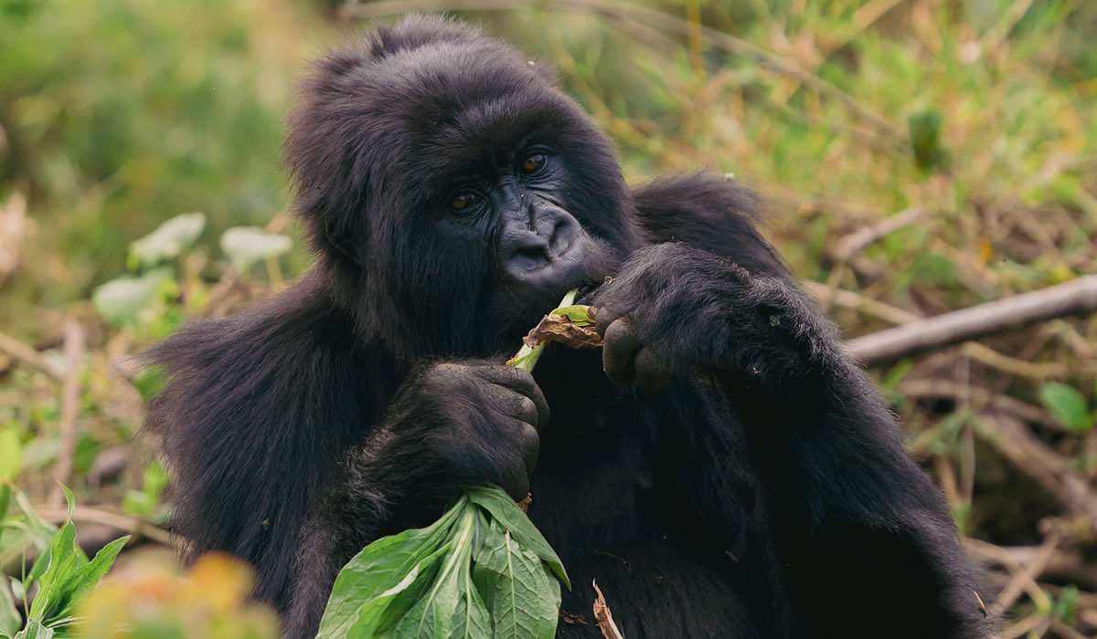5 Days Best of Rwanda Gorilla and Wildlife Tour