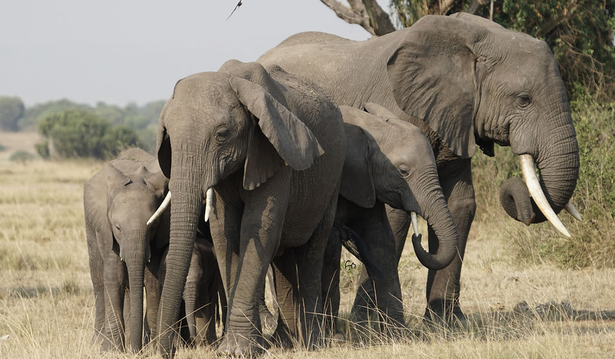 Murchison Falls National Park
