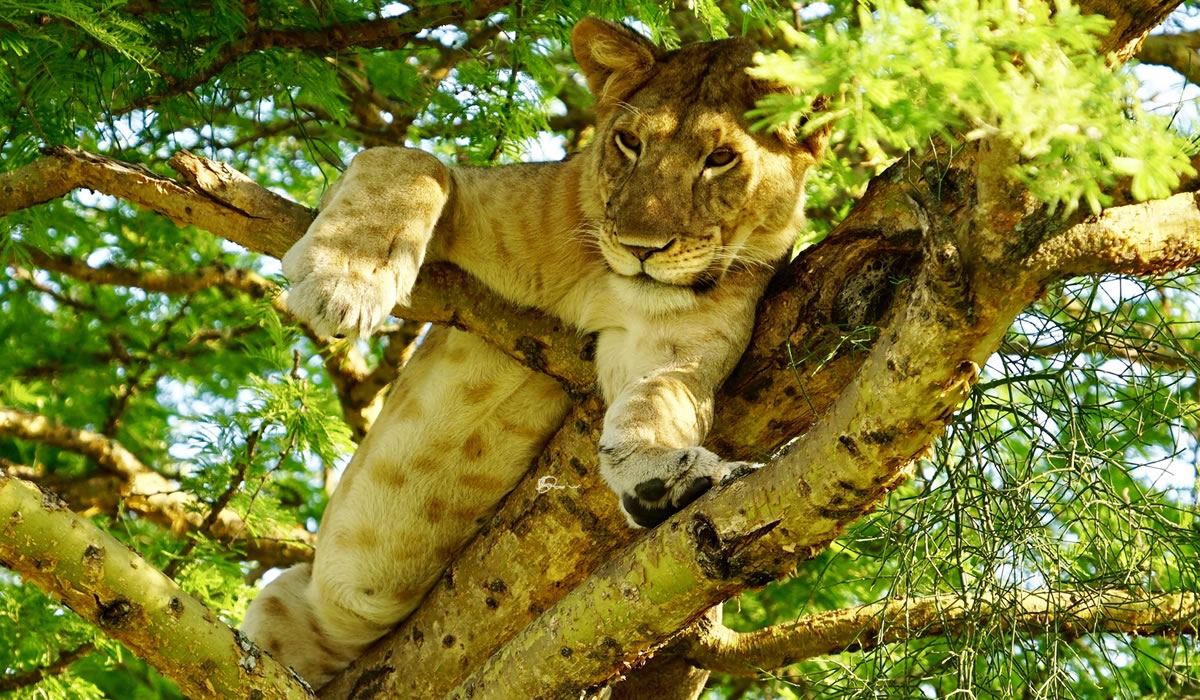 Queen Elizabeth National Park, Uganda National Parks