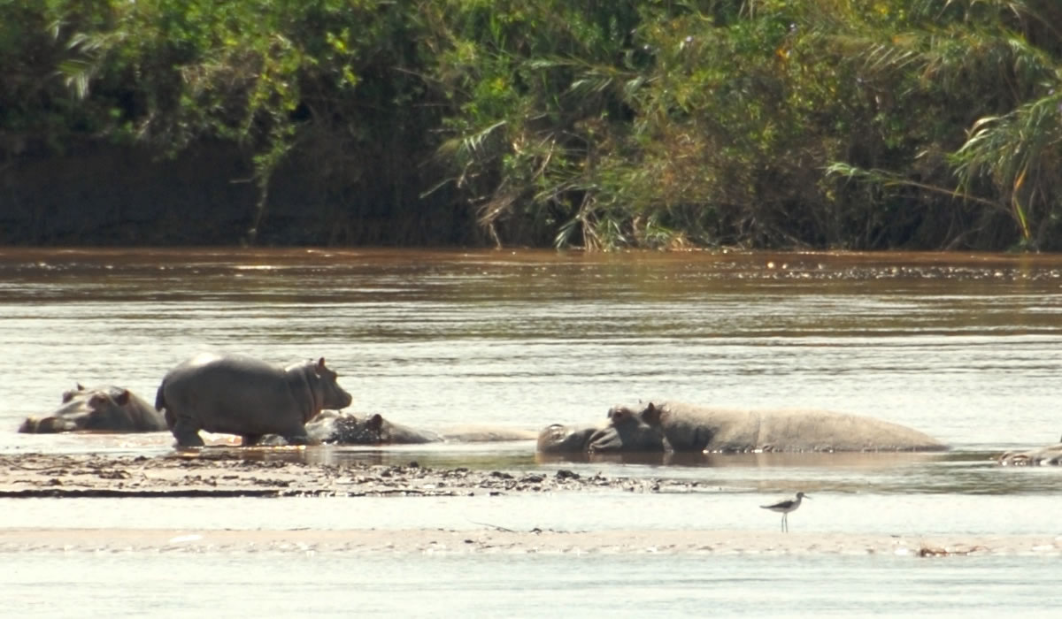 2 Days Rusizi National Park Safari