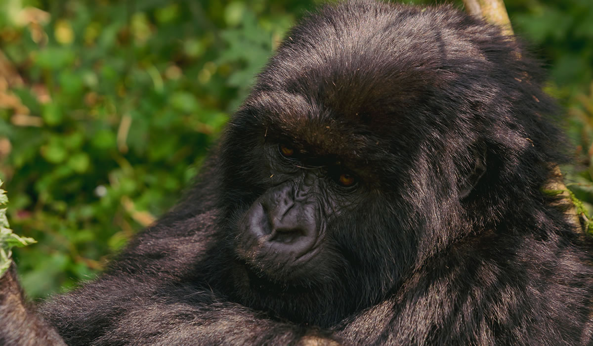 Ultimate Guide to Rwanda Safari Tours