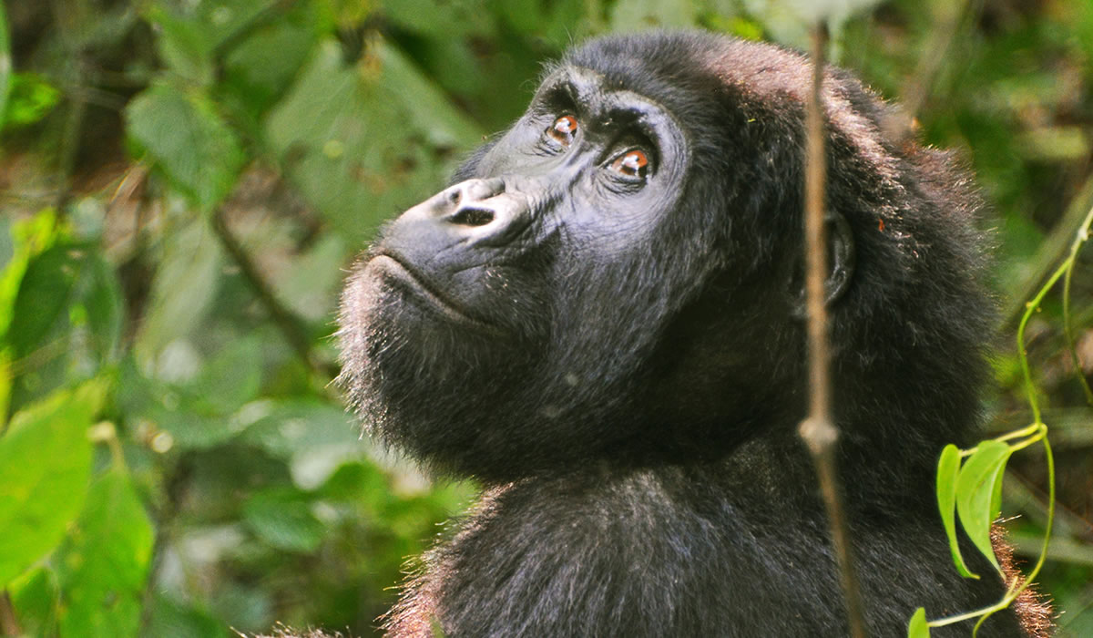 14 Days Ultimate Uganda Wildlife and Gorilla Safari