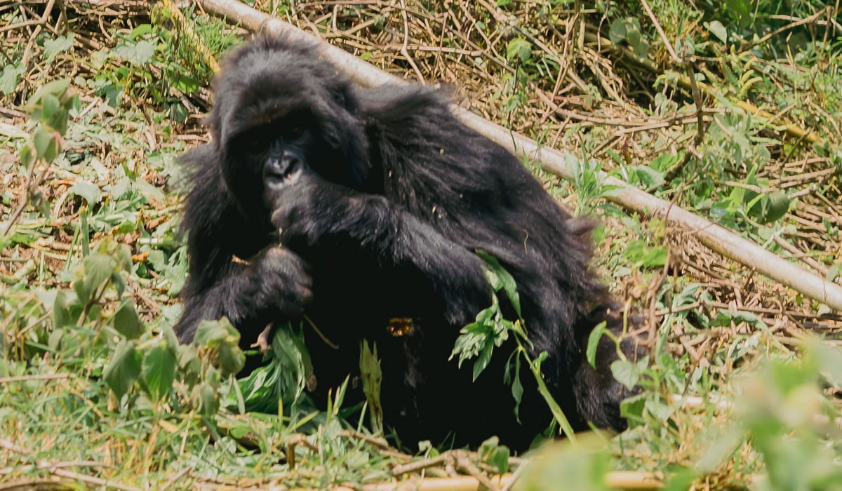 12 Days Luxury Rwanda Wildlife and Primate Safari