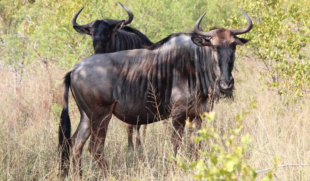 10 Days Kenya Safari and Wildebeest Migration