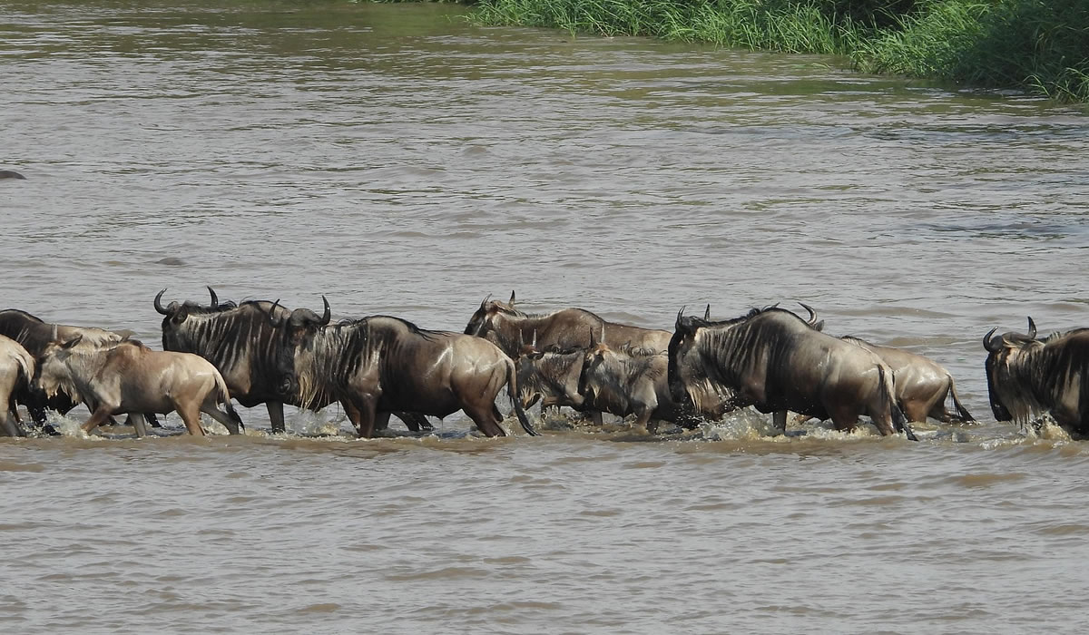9 Days Serengeti Wildebeest Migration Safari