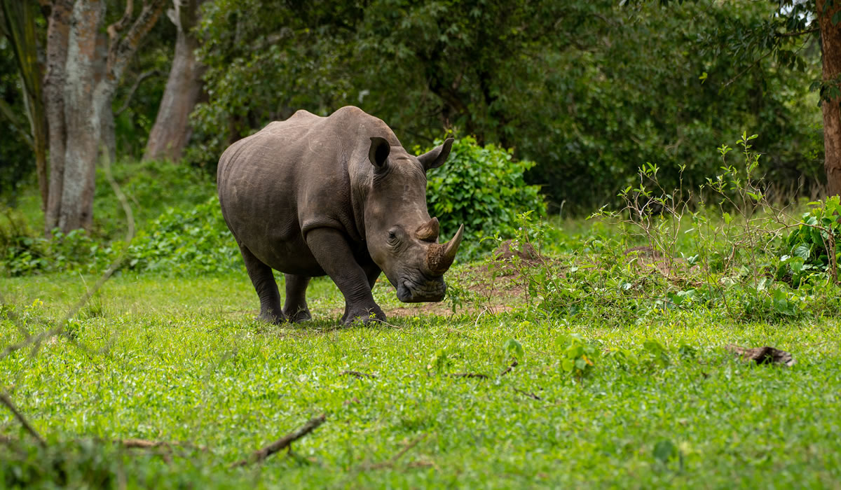 4 Days Murchison Falls and Ziwa Rhino Safari