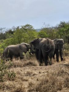 Akagera national park game drive
